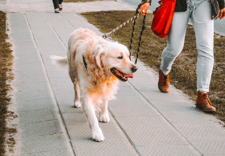 Dog running at an off-leash park in one of the best dog-friendly communities in Edmonton